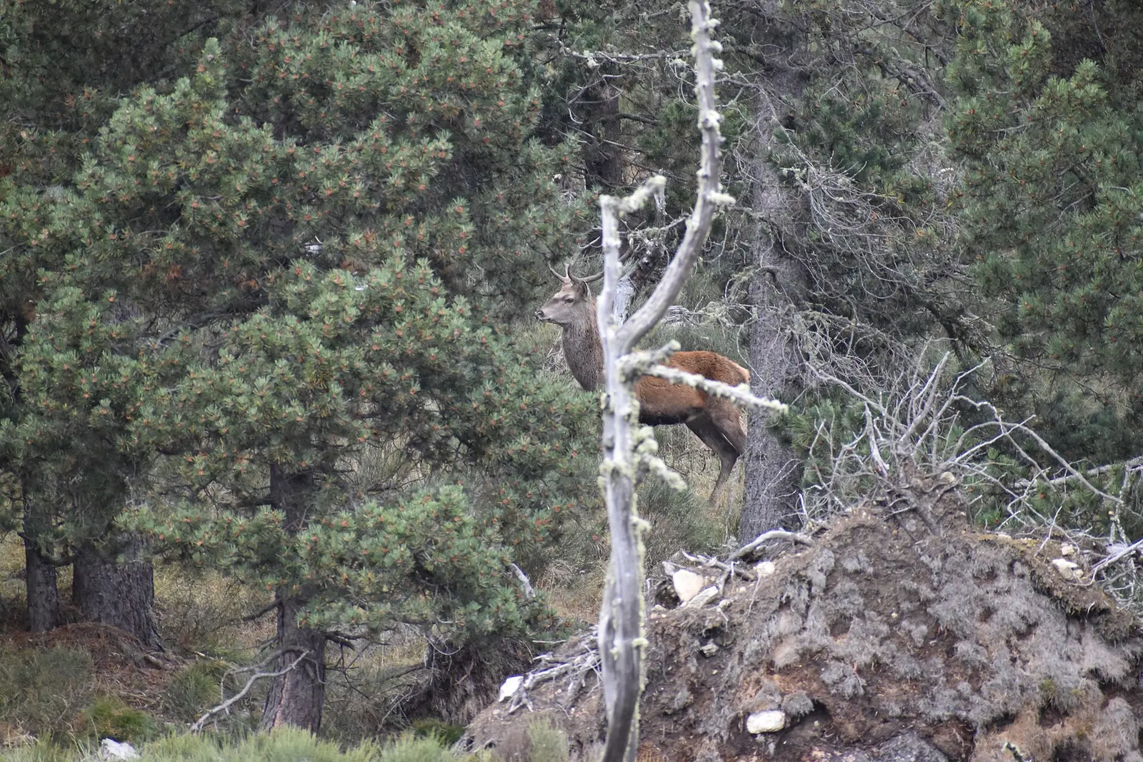 Un cerf élaphe entre les arbres de Coume de Lègue, dans les Pyrénées