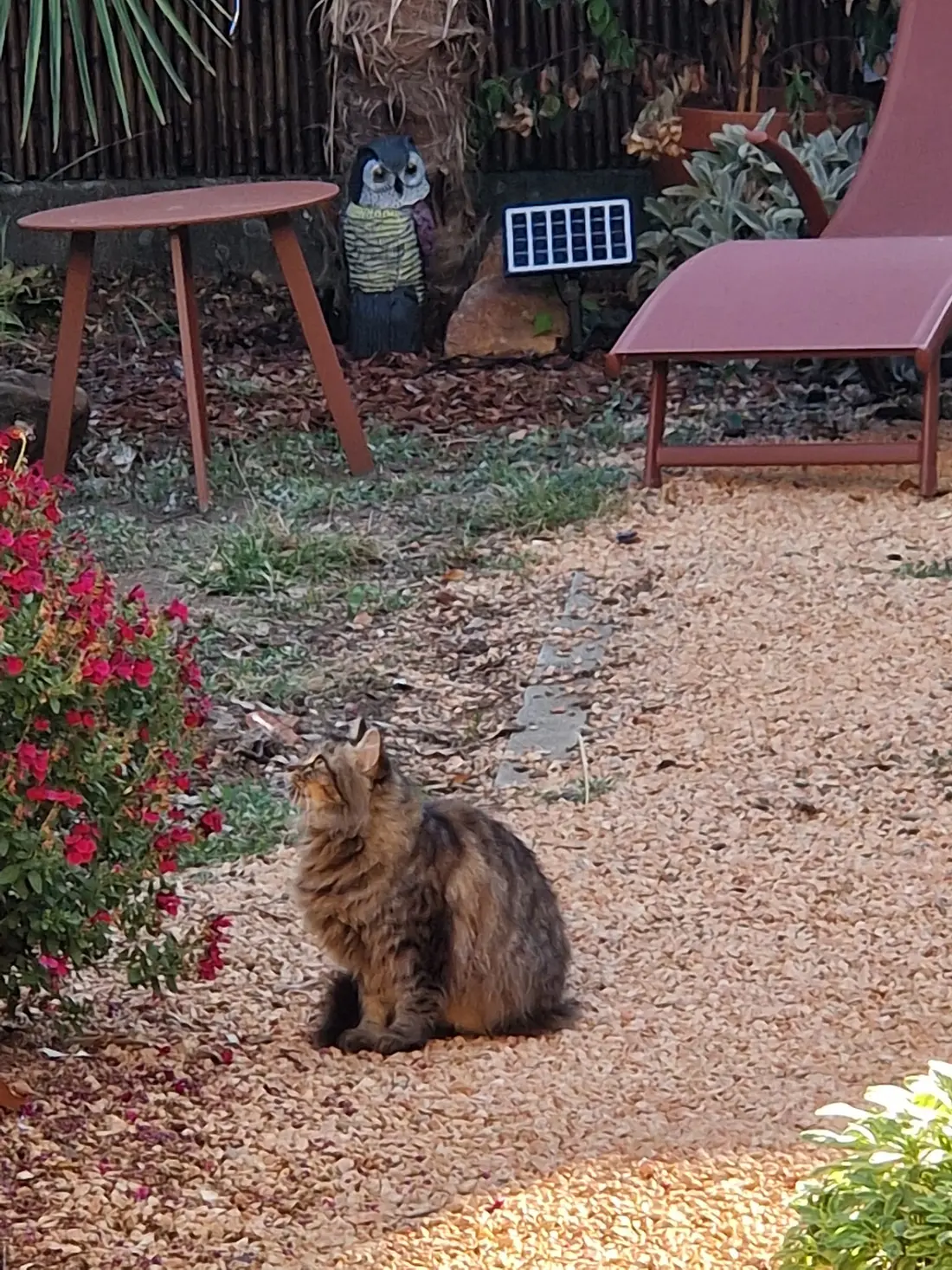 Le chat de la maison, assis dans l'allée du jardin