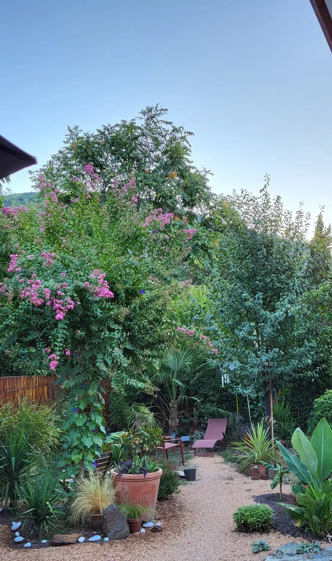 Le jardin de La Note Verte : lagerstroemia en fleurs, palmier, transats et allée de gravier